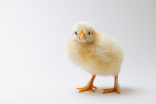 little yellow chick in front of bright background