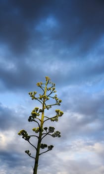 Agave in front of a dark sky