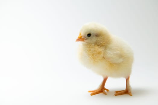 little yellow chick in front of bright background