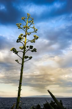 Agave blooms on the beach