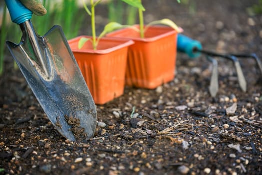 Planting vegatable in garden