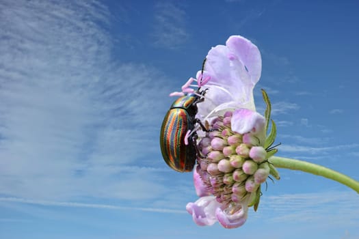 Rainbow leaf beetle (Chrysolina cerealis) on pigeon scabiosis (Scabiosa columbaria)