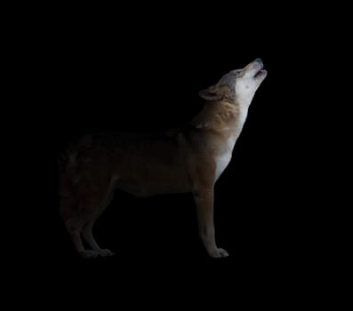 gray wolf howling in dark background with light