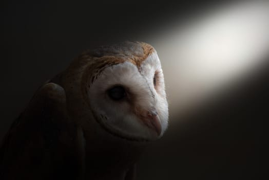 common barn owl ( Tyto albahead ) in dark background