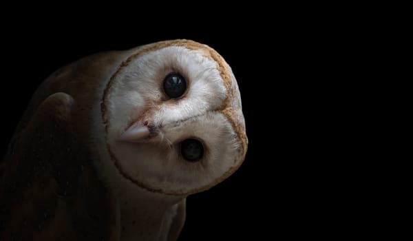 common barn owl ( Tyto albahead ) in dark background