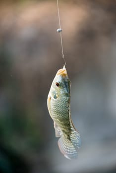 Nile tilapia fish  (Oreochromis nilotica) hanging on hook