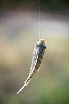 Nile tilapia fish  (Oreochromis nilotica) hanging on hook