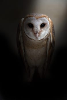 common barn owl ( Tyto albahead ) in dark background
