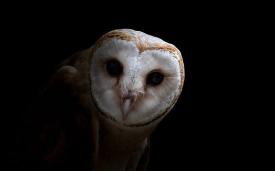 common barn owl ( Tyto albahead ) in dark background