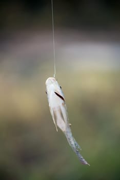 Nile tilapia fish  (Oreochromis nilotica) hanging on hook