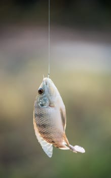 Nile tilapia fish  (Oreochromis nilotica) hanging on hook