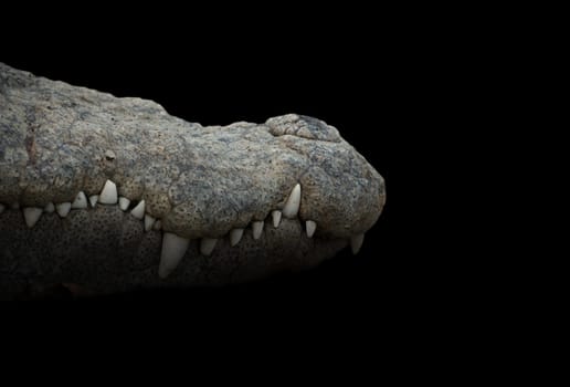 close up of crocodile mouth in dark background