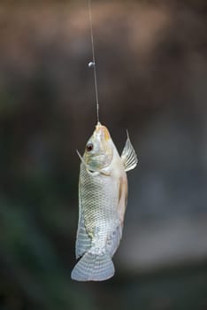 Nile tilapia fish  (Oreochromis nilotica) hanging on hook