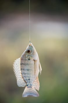 Nile tilapia fish  (Oreochromis nilotica) hanging on hook