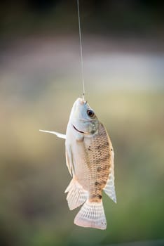 Nile tilapia fish  (Oreochromis nilotica) hanging on hook
