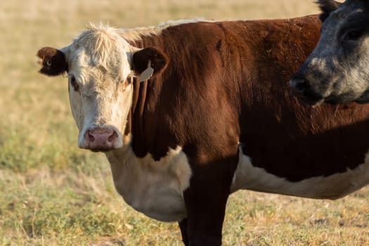 Heard of Hereford cattle in a gree field.
