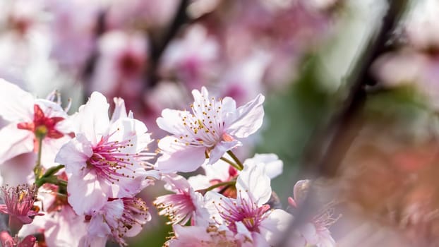 The Sakura. Cherry Blossom in Spring season. Beautiful Pink Flowers