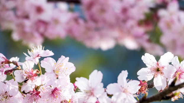 The Sakura. Cherry Blossom in Spring season. Beautiful Pink Flowers