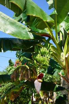 stem of bananas growing on the banana palm tree in the tropical nature with beautiful purple banana flower