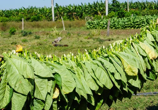 Tobacco leaves are harvested and hang to dry in the hot tropical sun