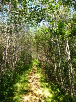 Path through a small forest