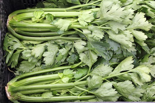 Several green celery stalk head vegetables for sale in a black plastic bin outside at a farmer market. Many heads of fresh celery stalk bunches in a black bin.
