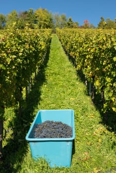 Harvest of red grapes from Pinot Noir in the vineyard