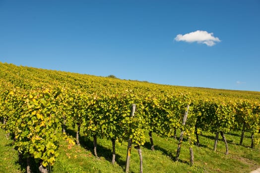 Cloud with blue sky over a vineyard in autumn