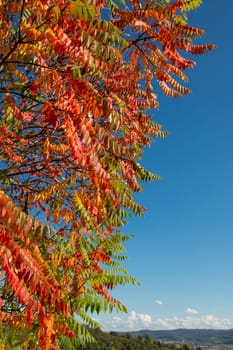 Red colouring of the foliage in the autumn of a deer flask