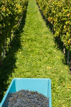 Red grapes after harvest in a buffet in the vineyard