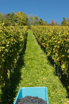Harvest of red grapes from the Late Burgundy in the vineyard
