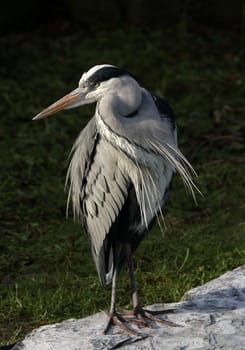 Grey heron