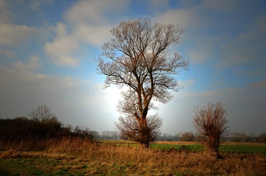 willow tree