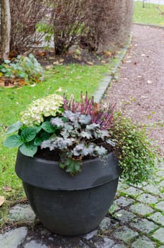 one lovely garden pots with autumn flower and plants