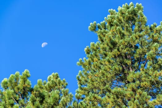 View of a pine tree with the moon visible in the sky near Story, Wyoming