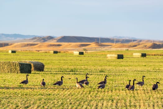 Canada geese in a field near Buffalo, Wyoming