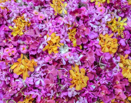 Pink and yellow orchid flower background