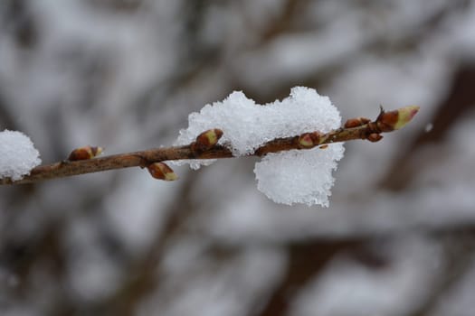 Branch with buds of a gooseberry covered with snow in detail