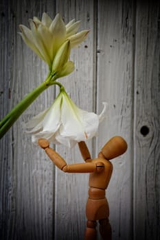 A wooden figure stands under a white amaryllis flower in front of a white old wooden wall