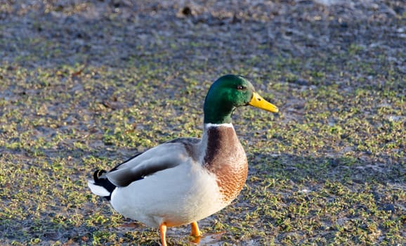 one beutiful male mallard standing on the graas waiting for food