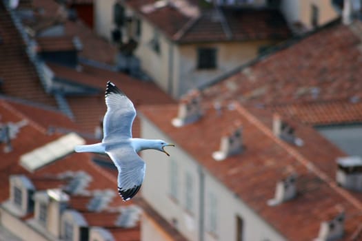 Flying Seagull Bird with Open Beak. City of Nice in the Background