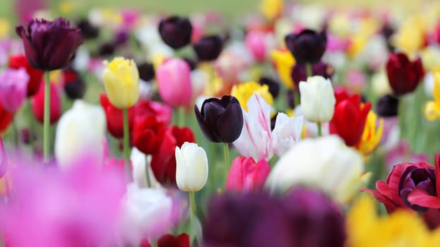 colorful tulip field in spring light
