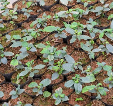 Tea seedlings plant in a nursery
