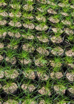 Pine tree nursery for reforestation