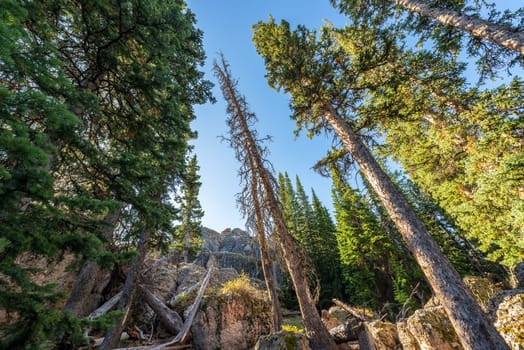 Forest view at High Park Lookout in Wyoming