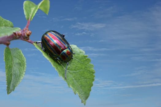 Rainbow leaf beetle (Chrysolina cerealis) on sluice