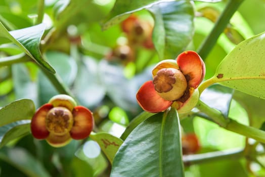 Close up soft fruit of mangosteen on the tree at orchard in Thailand