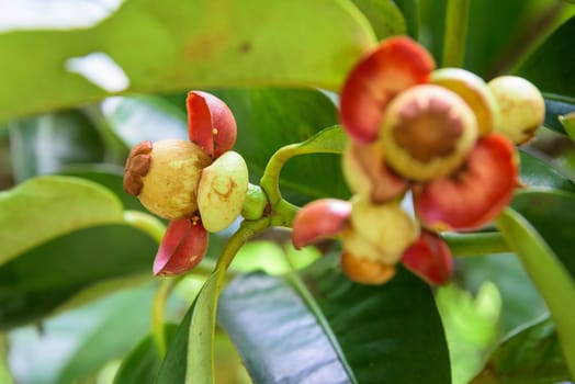 Close up soft fruit of mangosteen on the tree at orchard in Thailand