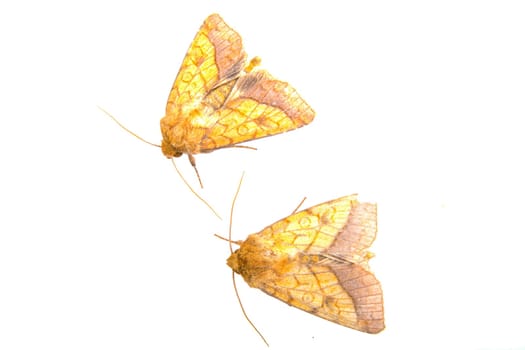 Two brown moths isolated on a white background