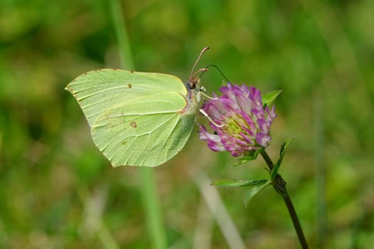 Green butterfly sitting on the violet clover flower
